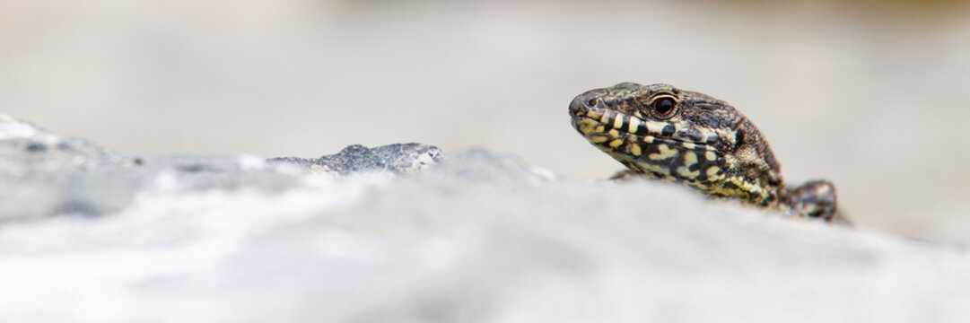 L&eacute;zard 