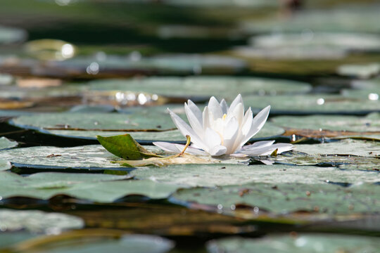 N&eacute;nuphar 