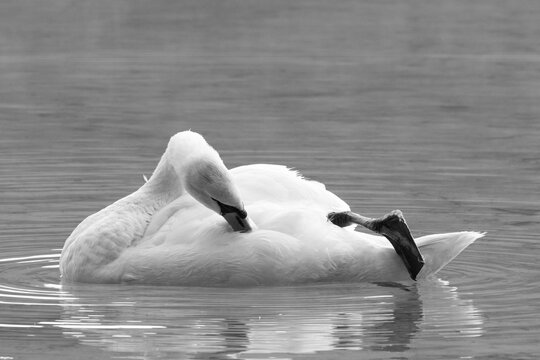 Cygne 2