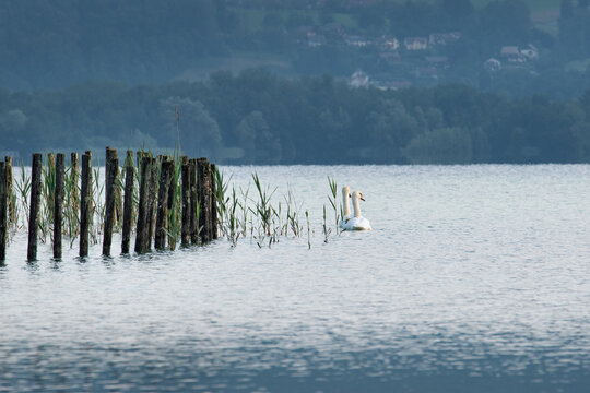 couple de cygnes 