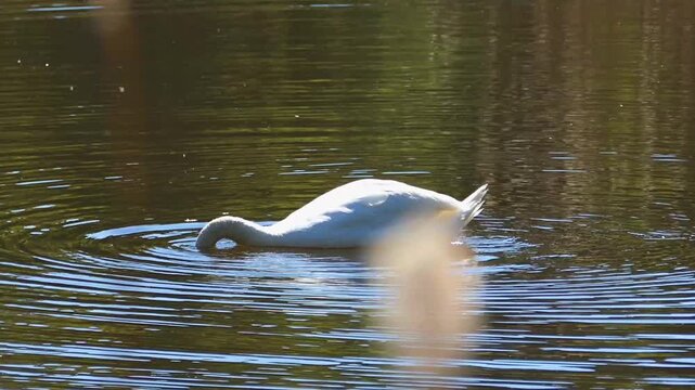 A swan swims on the waters of Cybina on a sunny summer day