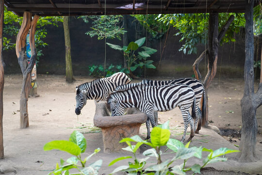 Two zebras drinking from a trough in a shaded enclosure