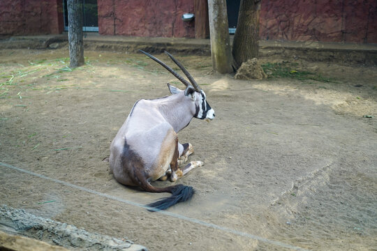 addax sitting on ground in enclosure at zoo