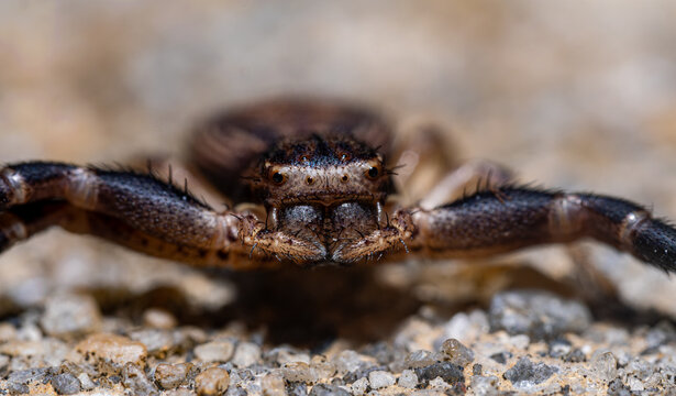 Ground Crab Spider Extreme Close-Up Face Showing Eye Arrangement and Chelicerae on Concrete, Thomisidae Florida