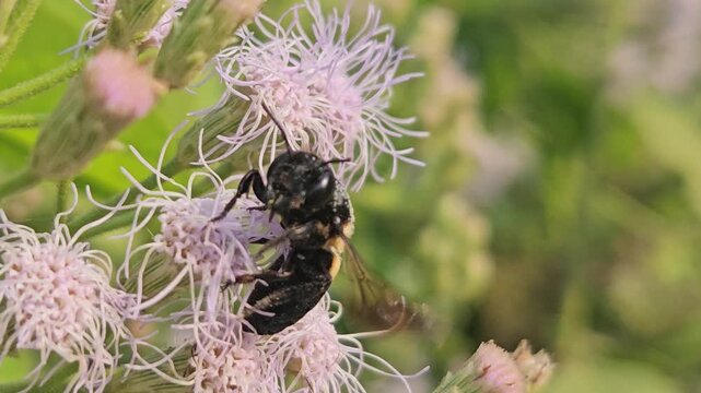 Indian Giant Bee