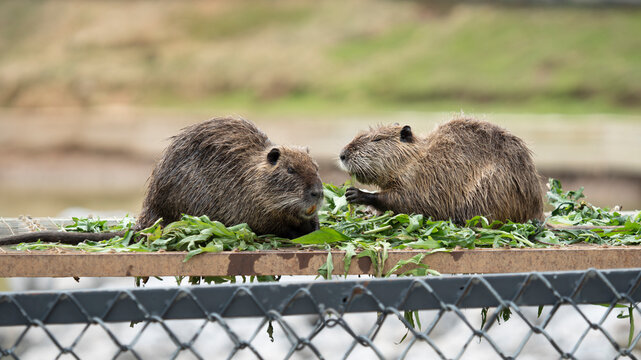 nutria