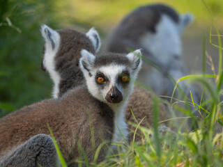 ring tailed lemur © K