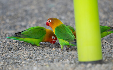 yellow and green parrot © K