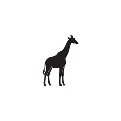 Fototapeta premium Giraffe Silhouette Vector Illustration Isolated on White Background