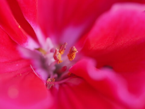 Abstract pink flower interior close up with soft floral texture