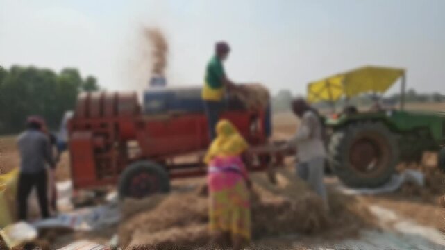 Wide View of Tractor Powered Threshing Machine Working in Harvested Agricultural Field, Mechanized Farming, Grain Processing, Rural Landscape