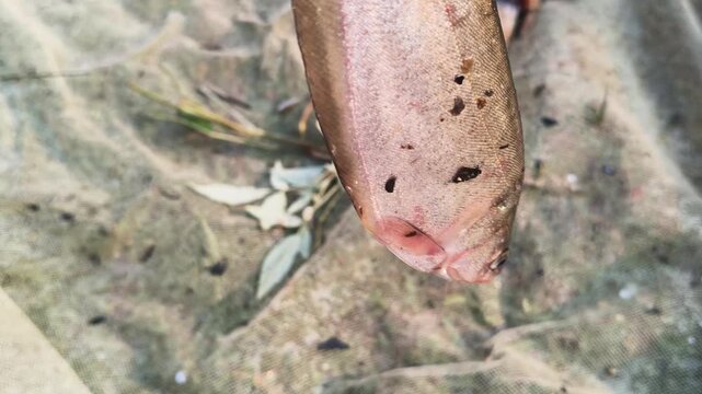 Bronze featherback&nbsp;or Notopterus notopterus fish. Its is a&nbsp;ray-finned fish&nbsp;in the family&nbsp;Notopteridae&nbsp;found in&nbsp;South&nbsp;and&nbsp;Southeast Asia. Although primarily found in fresh water.
