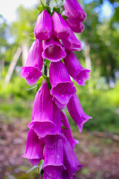 Stunning digitalis purpurea or ladys glove flowers in full bloom, vertical composition of toxic medicinal plant, natural light background.  .