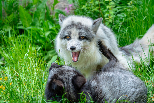 Silver foxes playing together in green grass