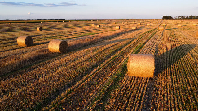 Many bales of wheat straw twisted into rolls with long shadows after wheat harvest lie on field during sunset sunrise. Flying over straw bales rolls on field. Aerial drone view. Agricultural landscape