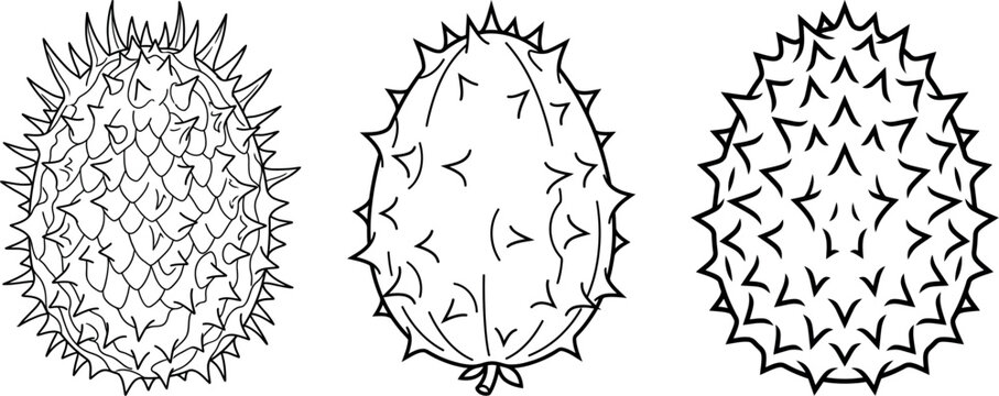 Sea urchins vector illustration