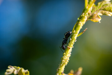 Fototapeta premium Black ant tending a colony of aphids on a plant stem, farming for honeydew, insect behaviour, macro, Bulgaria
