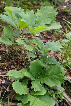 Young green oak tree seedling growing in the forest ground soil close up screenshot  .
