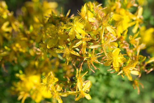 Hypericum perforatum, perforate St. John's wort flowers closeup selective focus