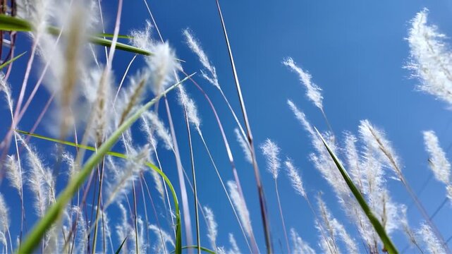 Low angle slow motion shot of white silver grass blowing gently in the wind against a clear blue sky