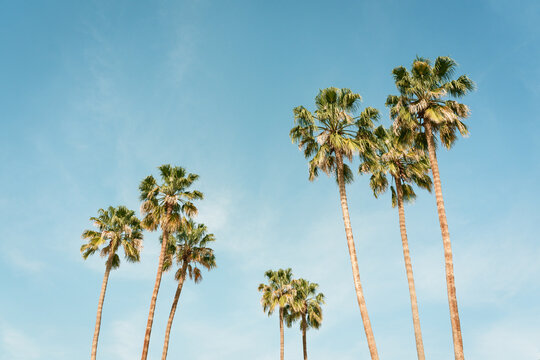 Palm trees in Palm Springs, California