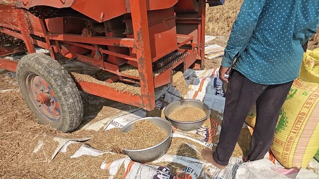 Farmers Operating Tractor Powered Threshing Machine During Grain Harvest in Rural Agricultural Field, Mechanized Farming, Crop Processing, Harvest Season