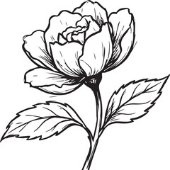 Obraz premium Vintage rose flower line art, hand drawn botanical sketch with leaves, elegant floral vector illustration for wedding invitations and branding