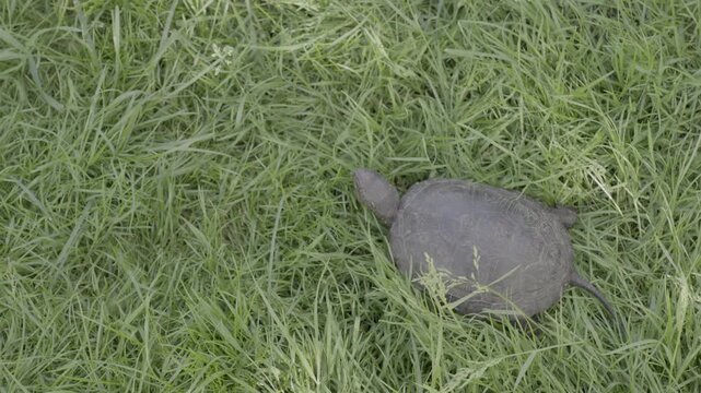 European pond turtle as it slowly crawls through thick green grass on a sunny day.
