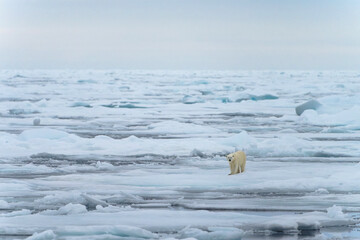 Polar bear in Svalbard © Alberto