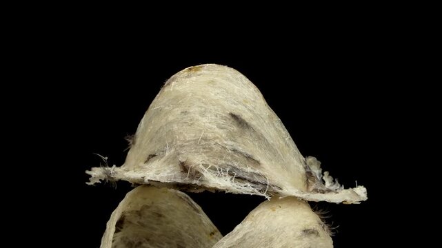 Premium edible bird's nest rotating on a black background.
