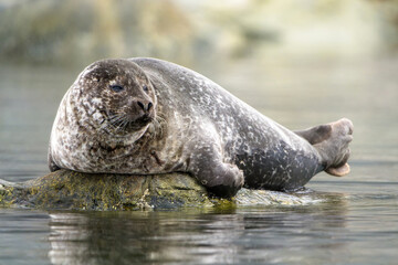 Naklejka premium Ringed seal in Svalbard