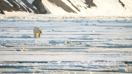 Polar bear in Svalbard © Alberto