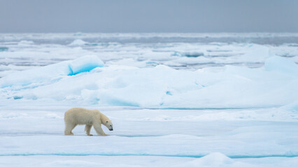 Polar bear in Svalbard © Alberto