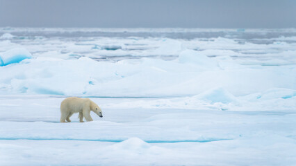Polar bear in Svalbard © Alberto