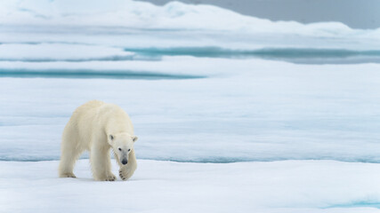 Polar bear in Svalbard © Alberto