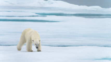 Polar bear in Svalbard © Alberto