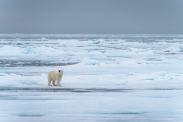 Polar bear in Svalbard © Alberto