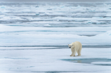 Polar bear in Svalbard © Alberto