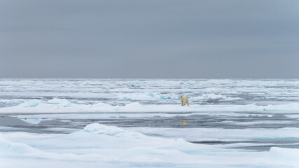 Polar bear in Svalbard © Alberto