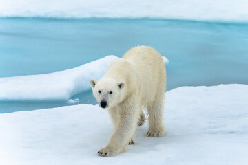 Polar bear on pack ice in Svalbard © Alberto