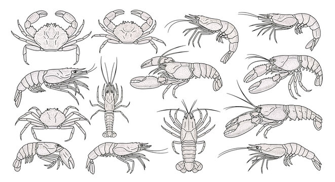 Detailed drawings of various crustaceans side.