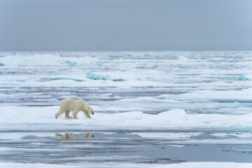 Polar bear on pack ice in Svalbard © Alberto