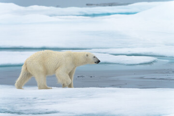 Polar bear on pack ice in Svalbard © Alberto