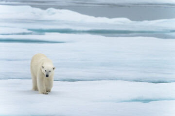 Polar bear on pack ice in Svalbard © Alberto