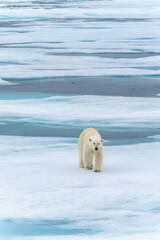 Polar bear on pack ice in Svalbard © Alberto