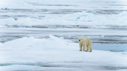 Polar bear on pack ice in Svalbard © Alberto