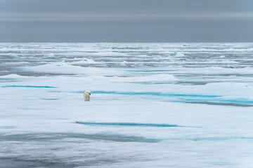 Polar bear on pack ice in Svalbard © Alberto