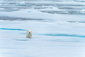 Polar bear on pack ice in Svalbard © Alberto