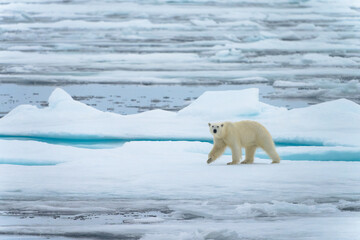 Polar bear on pack ice in Svalbard © Alberto