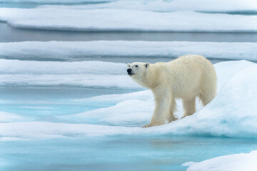 Polar bear on pack ice in Svalbard © Alberto